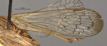 Media type: image;   Entomology 22250 Aspect: Wing front